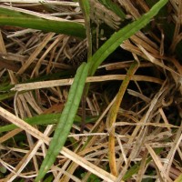 Senecio zeylanicus DC.